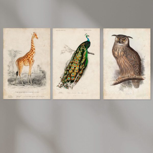 Indischer Pfau - Giraffe - Uhu 3er Bilder Set ohne Bilderrahmen Wohnzimmer Schlafzimmer Büro